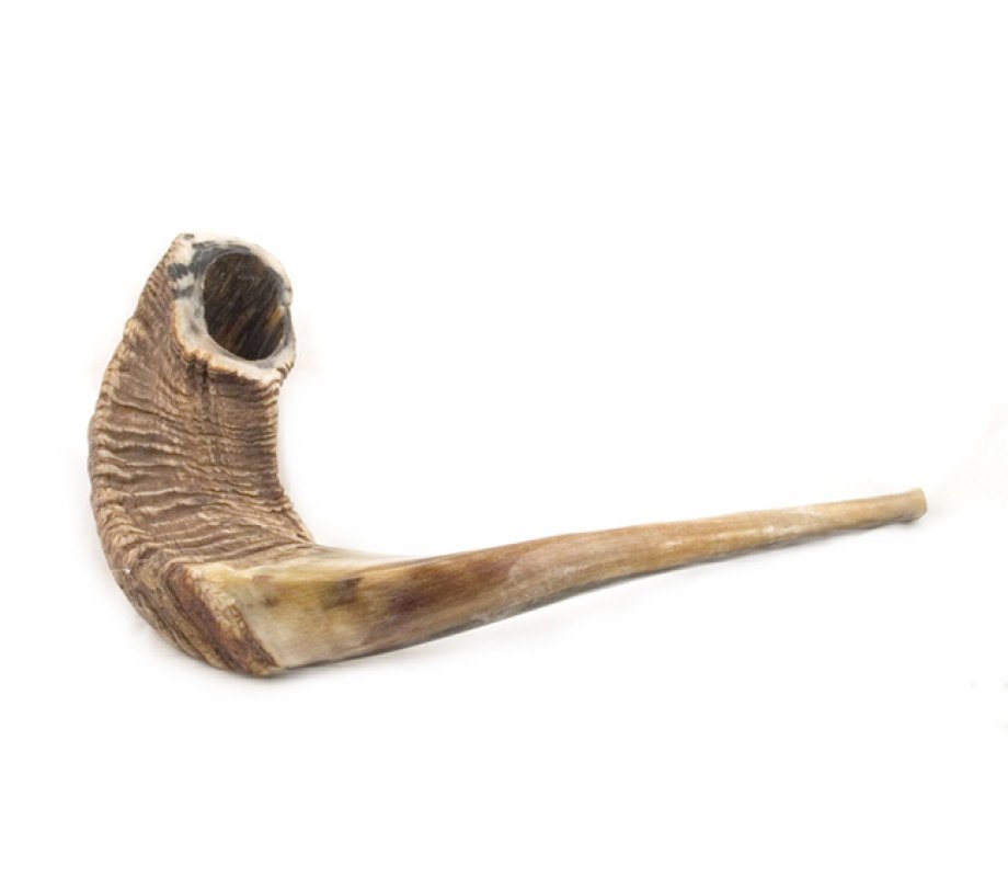 Extra Large Natural Rams Horn Shofar