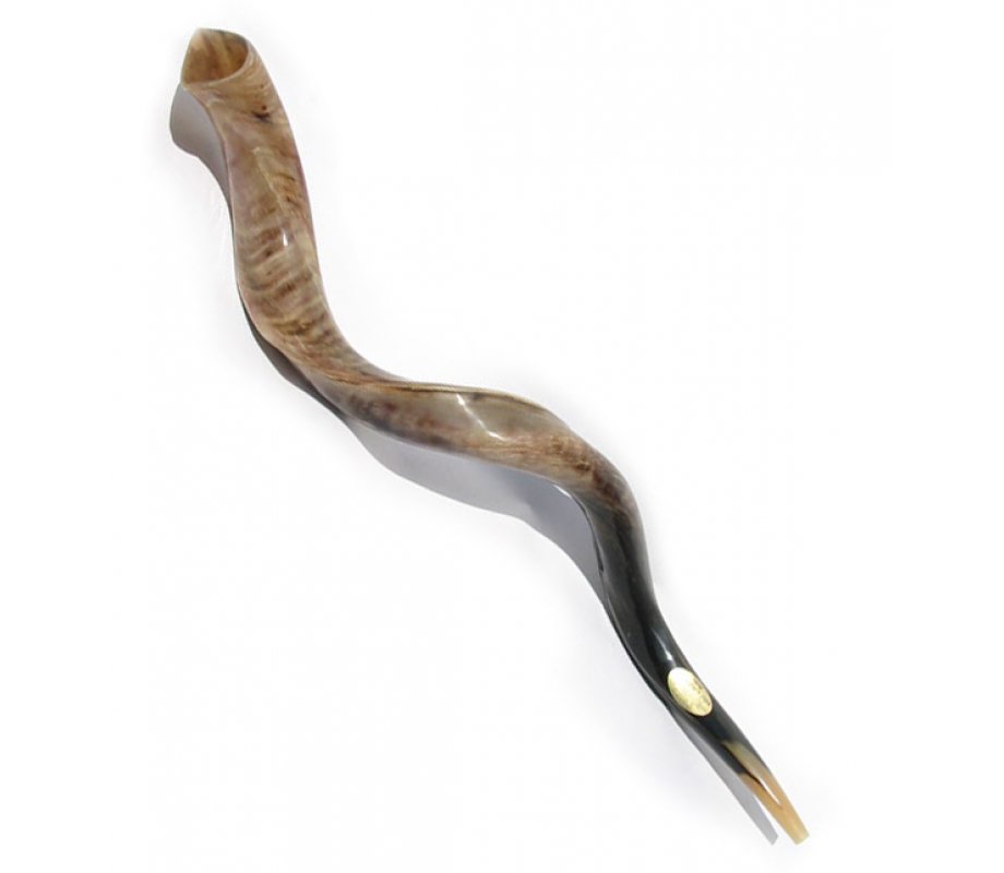 Extra Large Yemenite Shofar Kudu Polished