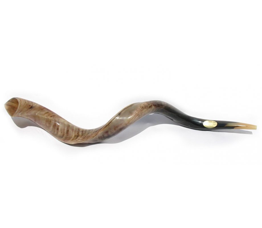 Extra Large Yemenite Shofar Kudu Polished