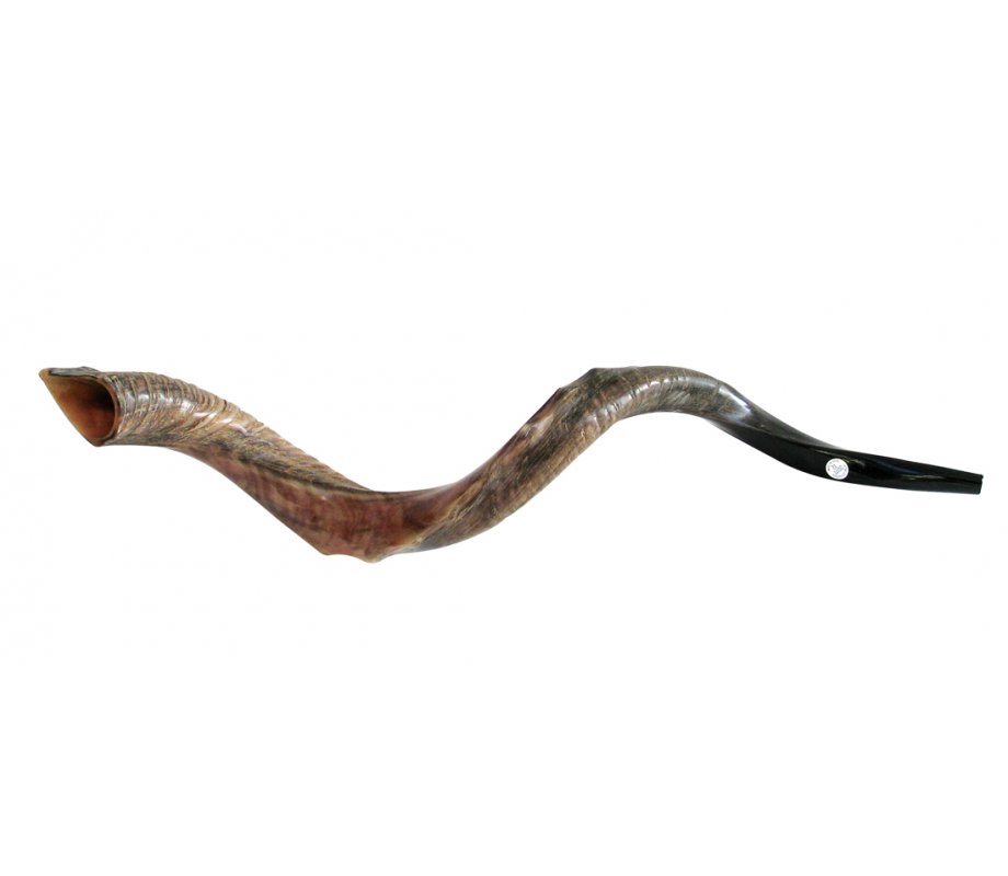 Half Natural Half Polished Nostalgic Crown Yemenite Shofar