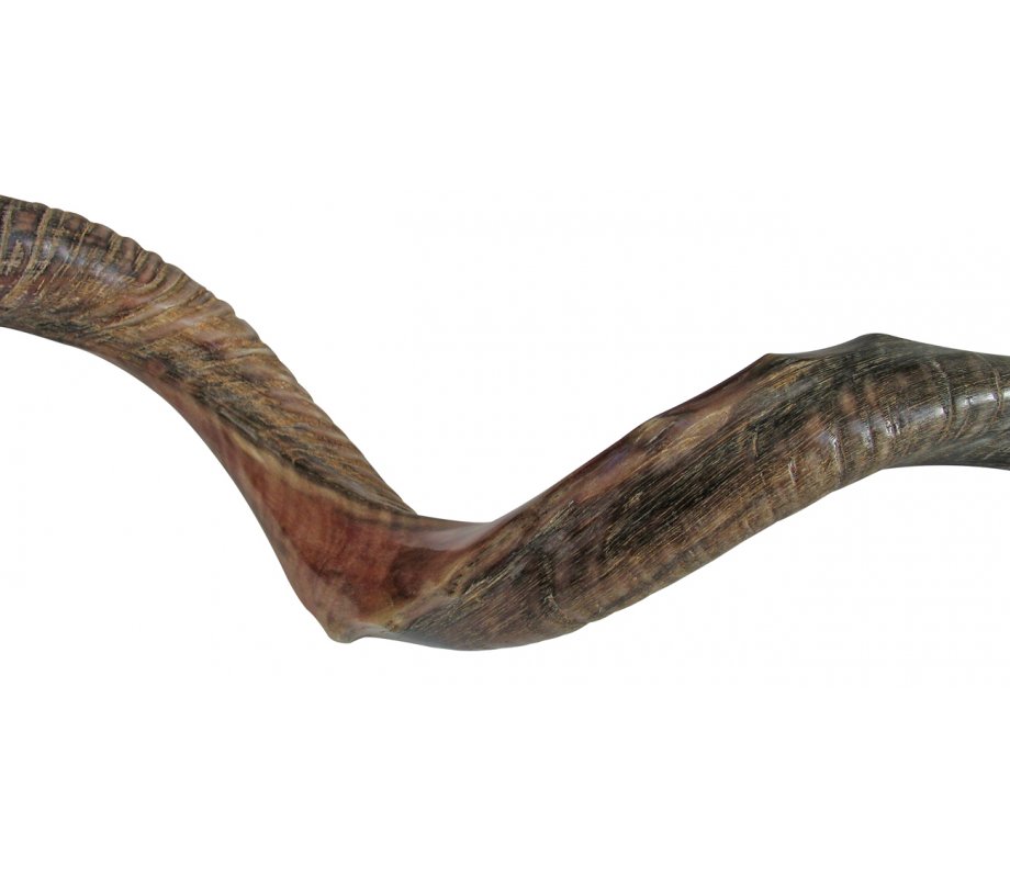 Half Natural Half Polished Nostalgic Crown Yemenite Shofar