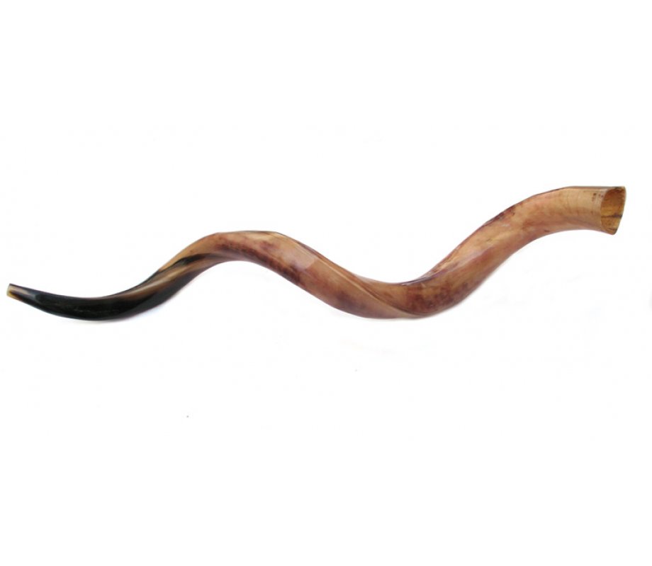 Jumbo Yemenite Polished Shofar