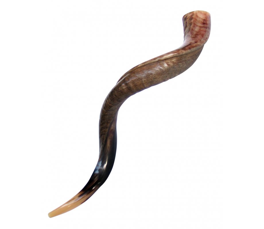 Large Yemenite Kudu Shofar - Half Polished Half Natural