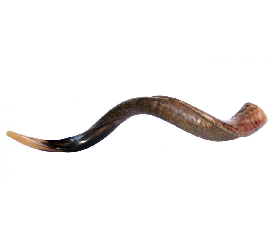 Large Yemenite Kudu Shofar - Half Polished Half Natural