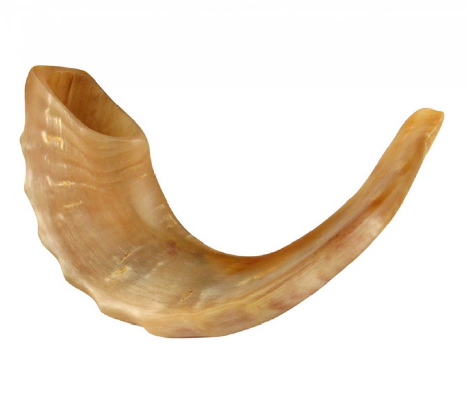 Medium Rams Horn Shofar - Polished
