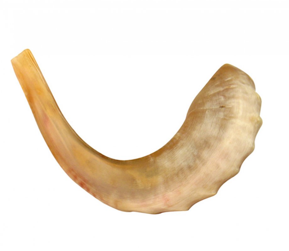 Medium Rams Horn Shofar - Polished