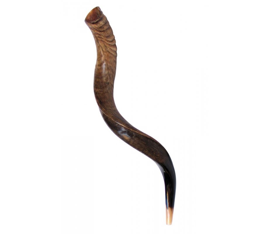 Medium Yemenite Shofar Natural Finish