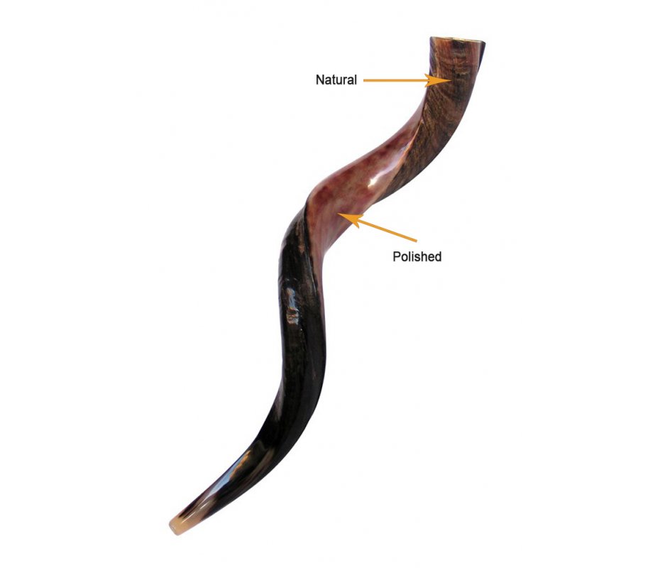 Personalized Shofar - Yemenite Kudu Horn Inscribed with Name