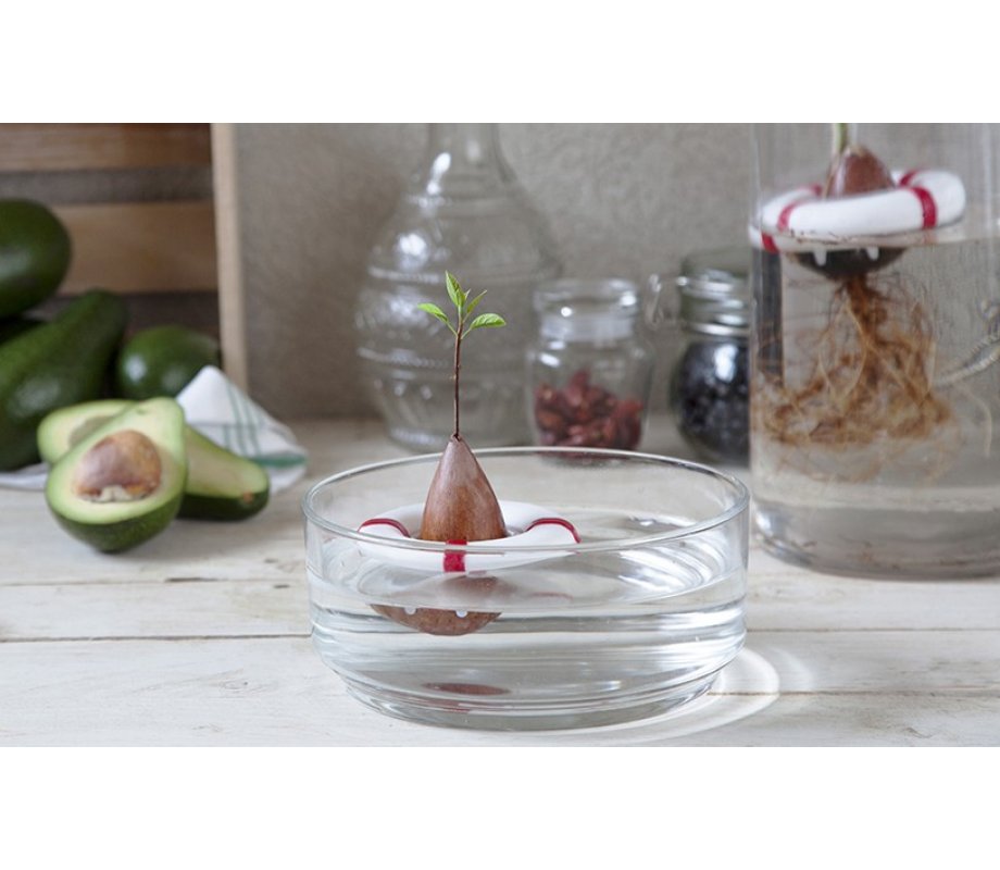 Seed Growing Lifebuoy