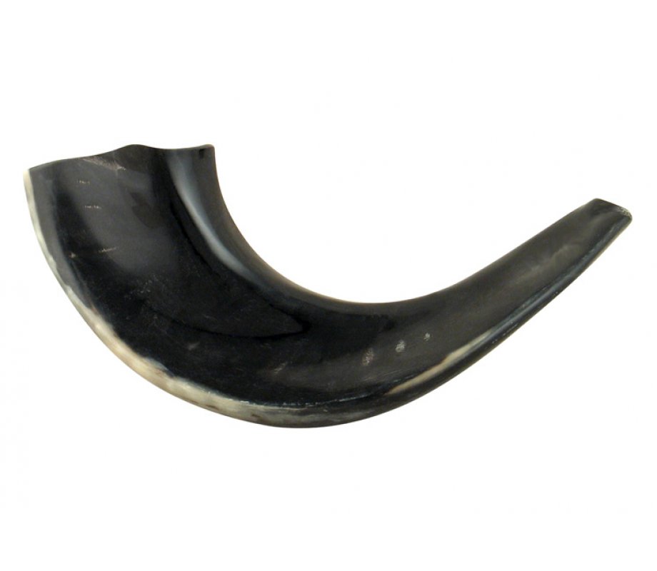 Small Polished Black Rams Horn Shofar