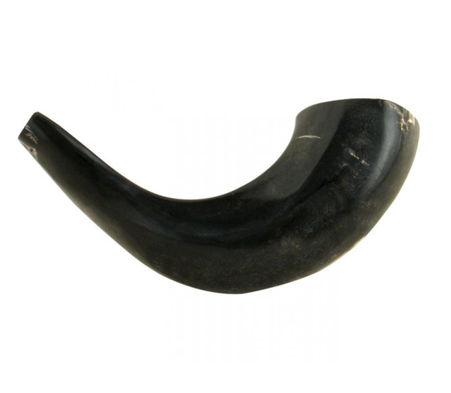 Small Polished Black Rams Horn Shofar